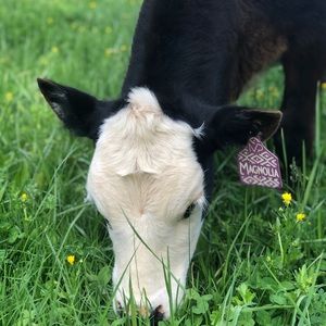 Meet your Posher, Peyton